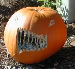 Jaws, Nipomo Pumpkin Patch, carving idea